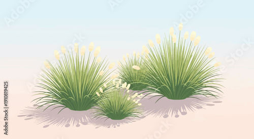 Green desert plants with fluffy white tops under a pale sky