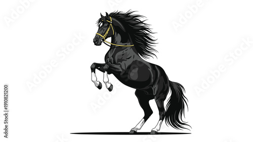 Powerful black horse with a flowing mane is rearing up majestically on its hind legs against a plain white background for equestrian themes.