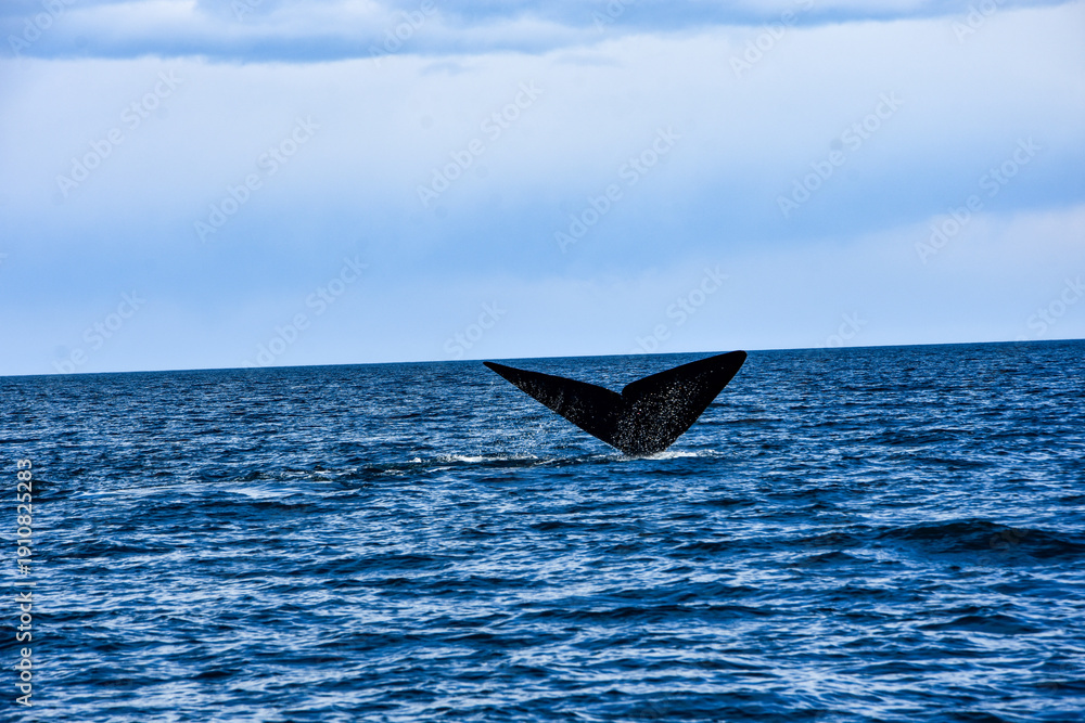 Fototapeta premium whale in the sea