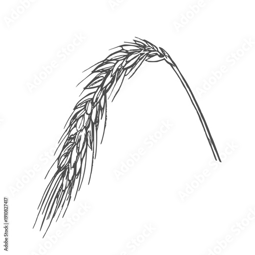 Grains plants and cereal, rye barley and wheat ear spikes. Bakery food concept. Hand drawn sketch vector illustration