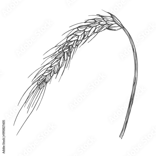 Grains plants and cereal, rye barley and wheat ear spikes. Bakery food concept. Hand drawn sketch vector illustration