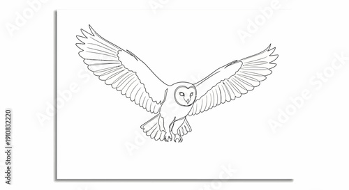 Barn Owl Flying Line Drawing