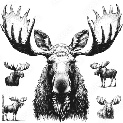 Nature’s Noble Beast Moose line art drawing sketch vector hand drawn illustration svg