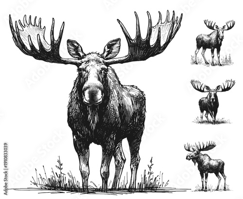 Moose line art drawing sketch vector hand drawn illustration svg