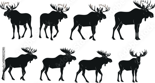 Moose silhouette collection in various standing and walking poses, detailed wild forest animal vector set isolated on white