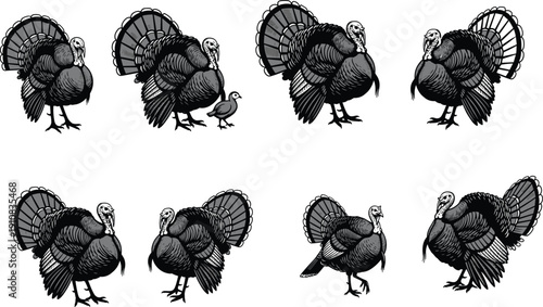 Turkey bird illustration set with detailed feathers and fanned tail, farm poultry vector collection isolated on white background
