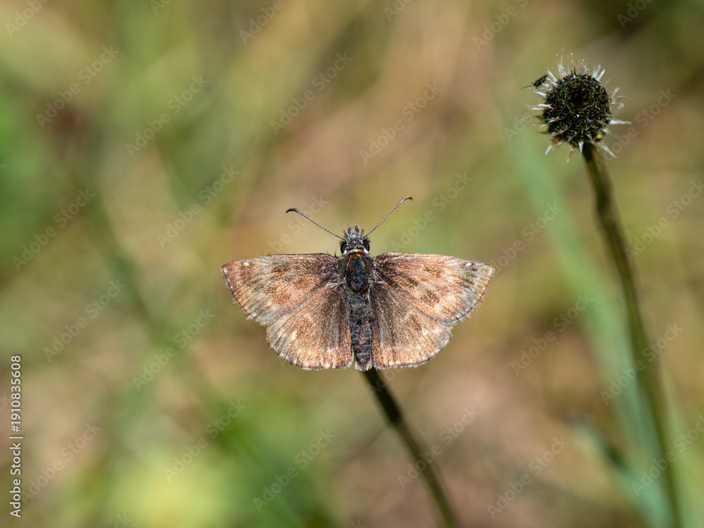 Obraz premium Dingy Skipper Butterfly. Wings Open