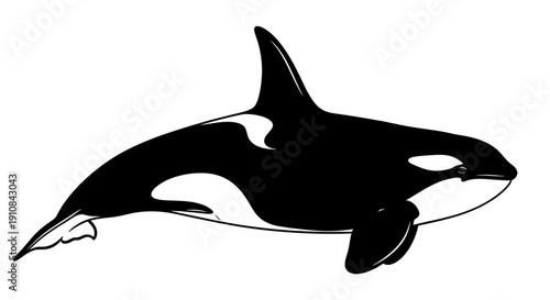An orca whale silhouette swimming, isolated on a white background