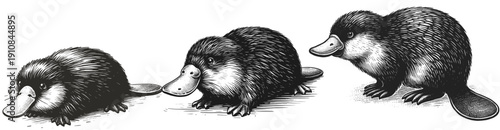 Platypus Perfection Platypus line art drawing sketch vector hand drawn illustration