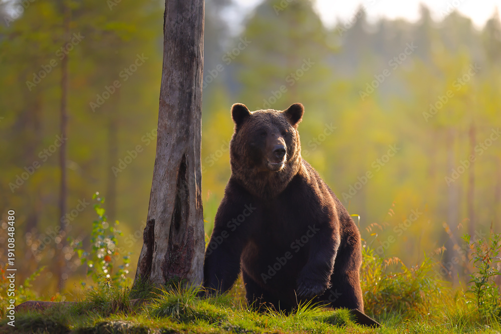 Fototapeta premium curious brown bear in the forest