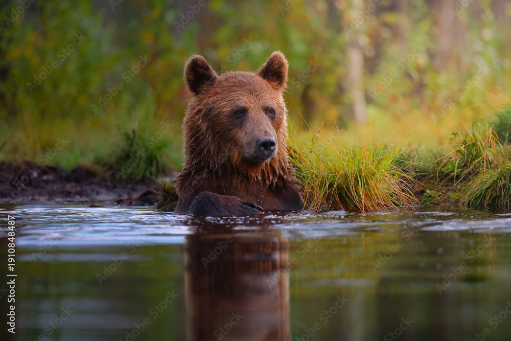 Fototapeta premium Bathing bear in the lake