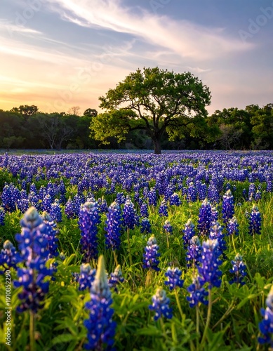 Wallpaper Mural Bluebonnets bloom in a field under a tree, bathed in warm sunset light and wispy clouds Torontodigital.ca