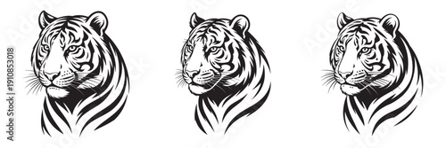 Three detailed black and white illustrations of a tigers head in profile.