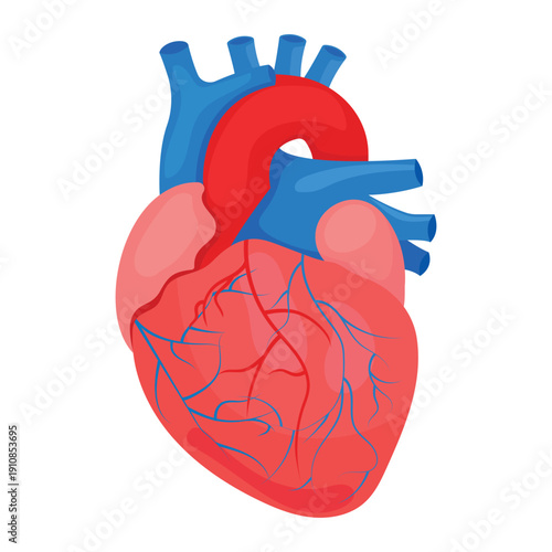 Anatomical illustration of the human heart. The structure of the human heart with blood vessels.