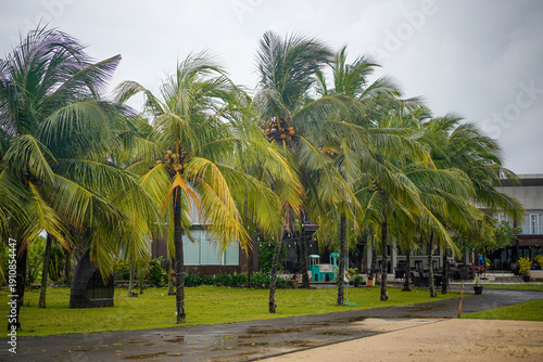 Tableau sur toile Windy tropical scene with rows of coconut palm trees swaying under cloudy skies