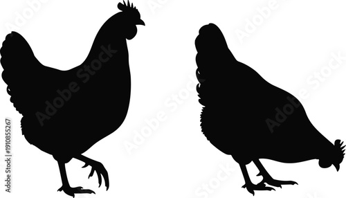 Two chicken silhouettes in different postures, poultry farm animal vector illustration, rural agriculture design element for education