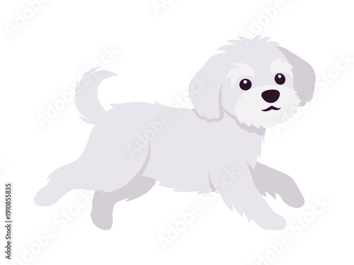 Maltese affectionate toy dog, white funny puppy running pose. Small compact breed playful lovely pet, charming, affectionate friend, well groomed hair, vet care. Vector flat style cartoon illustration