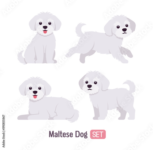 Maltese affectionate toy dog, white funny puppy pose set. Small compact breed playful lovely pet, charming and affectionate friend, well groomed hair, vet care. Vector flat style cartoon illustration