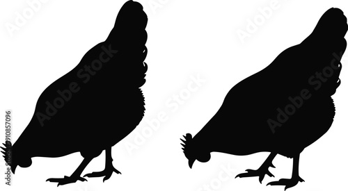 Two chickens silhouettes pecking ground, poultry feeding behavior vector illustration, rural farm animal agriculture design element for education