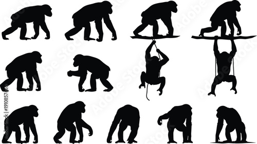Photography Chimpanzee silhouette vector set collection, wild ape monkey black isolated on white background, walking climbing and hanging animal, nature wildlife graphic design element icon