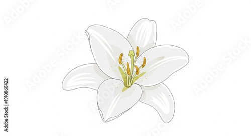 white lily flower