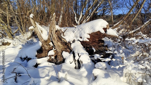 snow covered trees