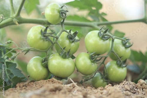 green tomatoes on the vine