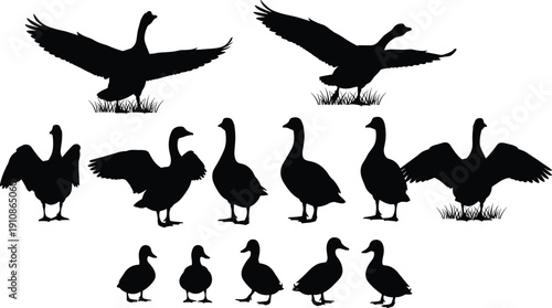 Duck and goose silhouette vector set collection, flying standing and walking waterfowl birds, black isolated on white background, nature wildlife farm animal graphic design.