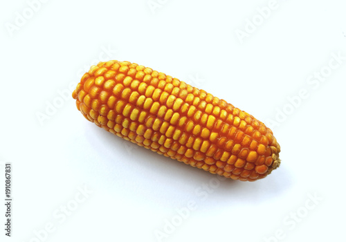 raw corn isolated in white background. agriculture product symbol.