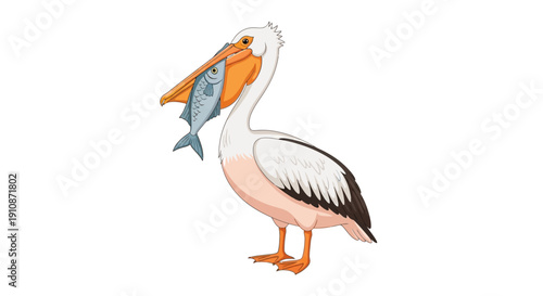 Cute Cartoon Pelican Bird with Fish in Beak Isolated on White Background Wildlife Illustration