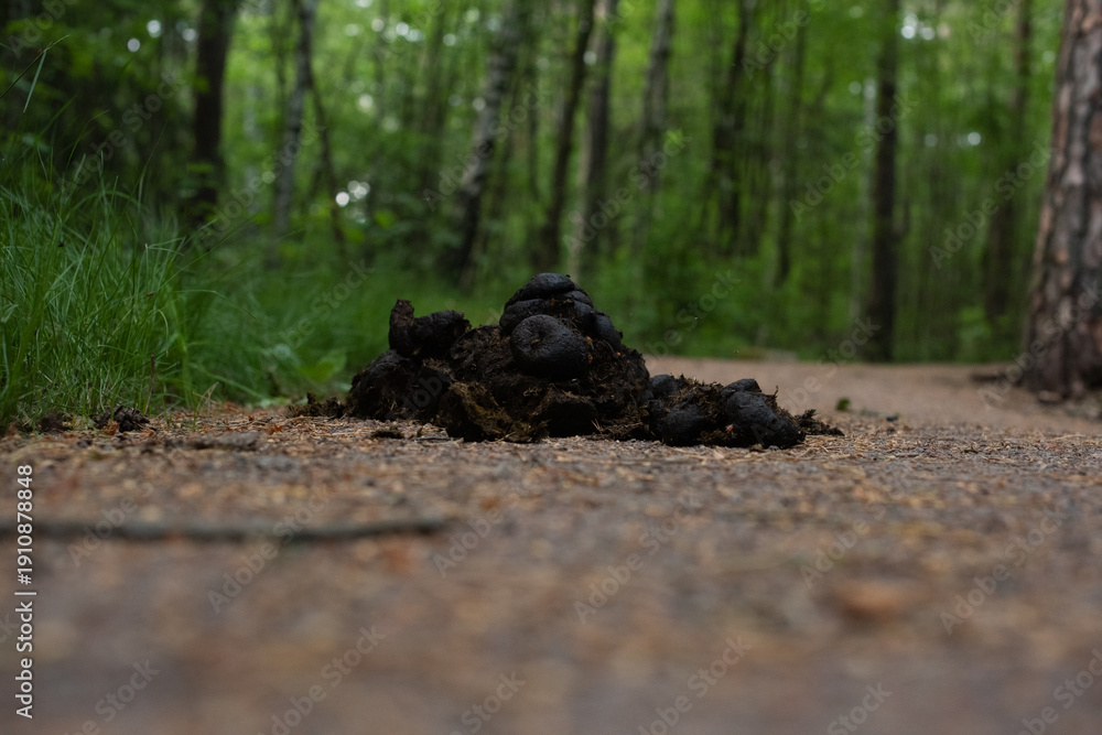 Fototapeta premium Horse manure pile on forest path close to ground.