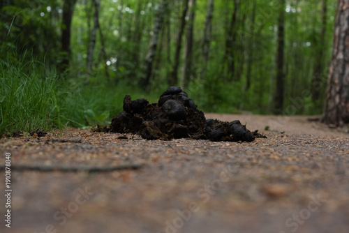 Horse manure pile on forest path close to ground.