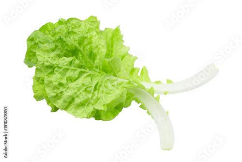 Tableau sur toile Lettuce leaves isolated on a transparent background