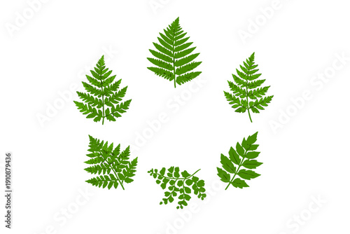Six vibrant green fern leaves of various species are arranged in a circular pattern against a solid black background, showcasing their intricate textures and natural beauty.