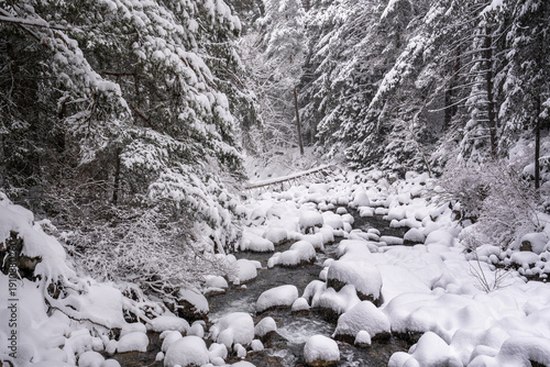 Narrow river in a dense forest after heavy snowfall. Demyanishka river in Pirin mountains in Bulgaria.