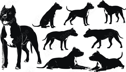 Set of black pit bull terrier silhouettes in various poses including standing sitting walking and lying down for dog breed and pet designs.