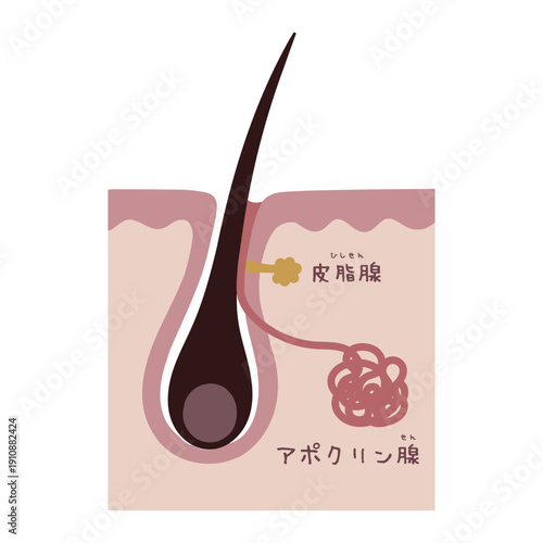 汗腺の構造を示す美容イラスト