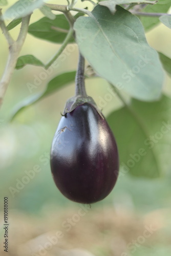 brinjal Plant Tree HD Image 
