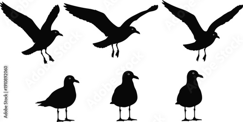 Silhouette of seagulls flying and standing set isolated on white background for marine design elements wildlife vector illustration sea bird collection for graphics