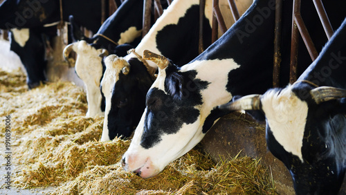 A close-up photograph of a dairy cow on a farm.