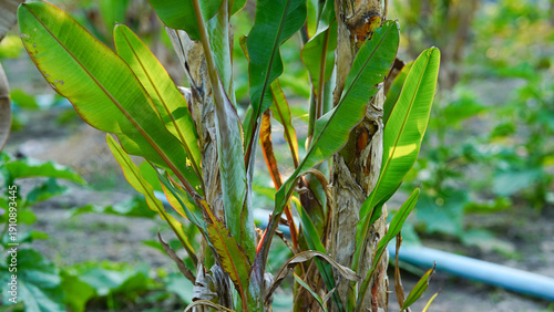 Photography A close-up photograph of a Lady Finger banana leaf.
