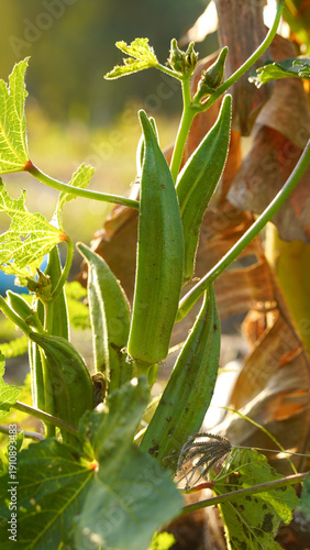 A close-up photograph of okra pods.