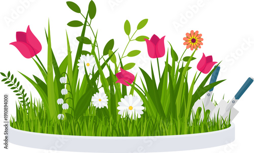 Potted chamomile and tulips. Garden flowers. Flat vector illustration isolated on white background.