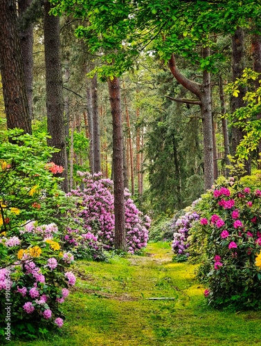 Blooming rhododendrons along a green forest path in spring, colorful flowers under tall pine trees creating a peaceful garden landscape