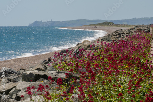 Fotografía Kilcoole beach and the native red valerian wildflower in bloom