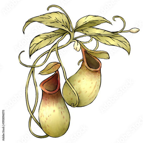 Nepenthes Carnivorous Pitcher Plant Endemic Indonesian Tropical Illustration On white background