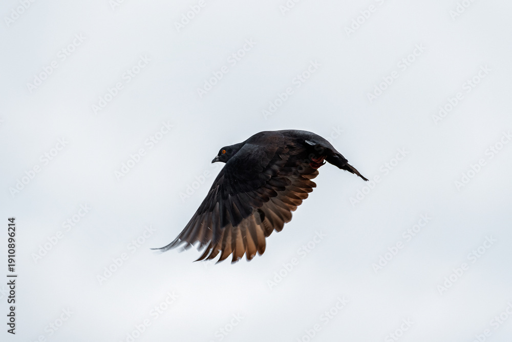 Fototapeta premium Eared dove (Zenaida auriculata) flying against clear sky with copy space, South America