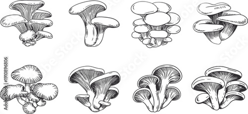 Hand drawn vector sketch of oyster mushrooms collection isolated on white background for organic food menu design botanical nature and culinary concepts