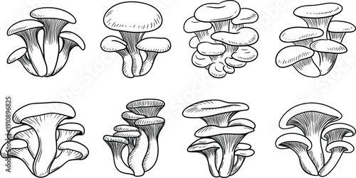 Hand drawn vector sketch illustration of organic oyster mushrooms set isolated on white background for culinary menu design healthy food and nature concepts