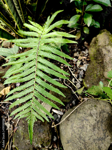 ornamental plants known by the name 